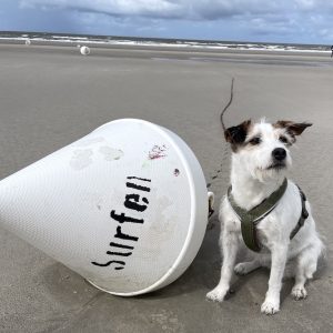 Surfen mit Hund an der Nordsee