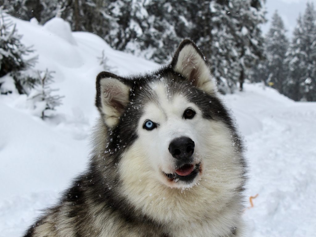 geeignete Rassen für eine Skitour mit Hund