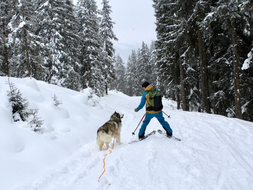 Bei einer Skitour mit Hund sollte der Hund angeleint sein