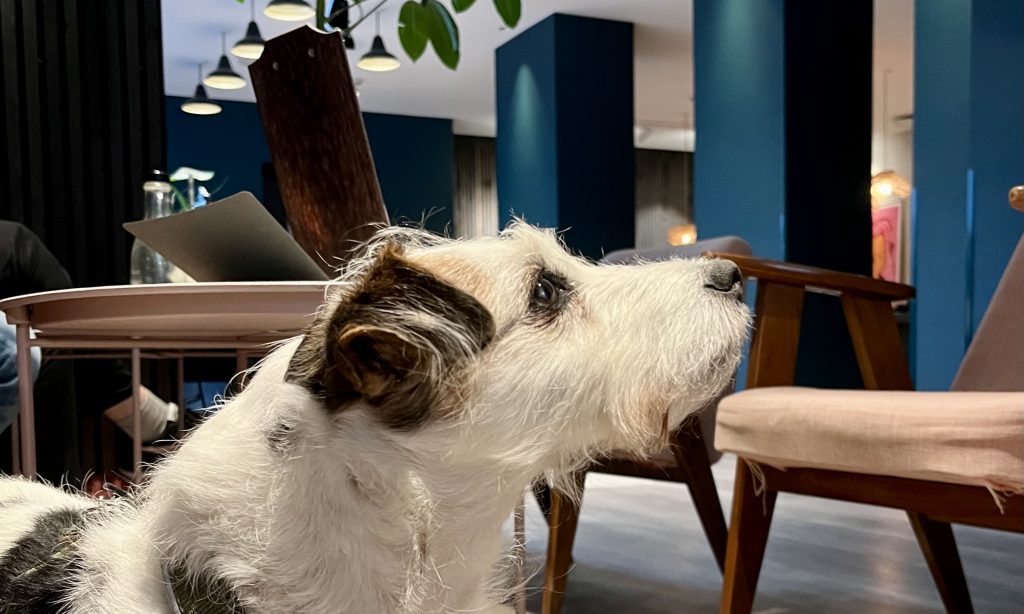 Im Motel One Kopenhagen dürfen Hunde mit in die Lobby